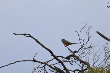 mulga parrot