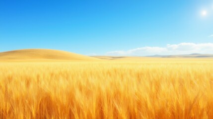 Fototapeta premium Golden Wheat Field Under Blue Sky with Soft Clouds and Sunlight
