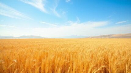 Naklejka premium Golden Wheat Field Under Bright Blue Sky with Distant Mountains