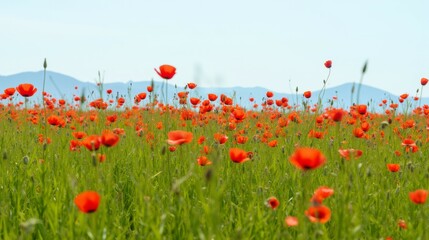 Vibrant Red Poppy Flowers Blooming in Green Field Under Clear Sky