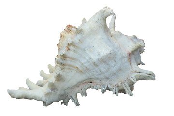 Large Horned Queen Helmet Conch Sea Shell. 