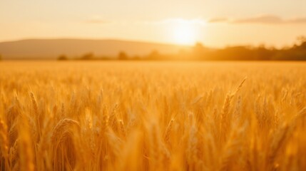 Obraz premium Golden Wheat Field Under Bright Sunset Sky with Gentle Hills