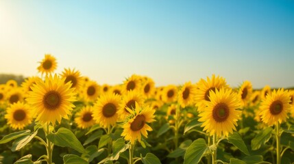 Obraz premium Vibrant Sunflower Field Under Clear Blue Sky at Golden Hour