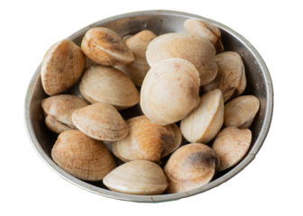 Fresh Little Neck Clams. Fresh raw clams in aluminum tray.