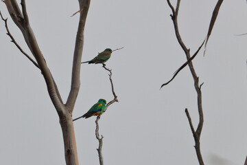 mulga parrot