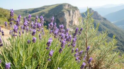 Obraz premium Lavender Blossoms Against Mountain Landscape in Sunny Weather
