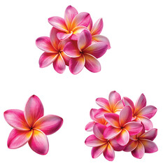 A Deep Pink Plumeria Flower in Full Bloom, PNG file for mock-up.