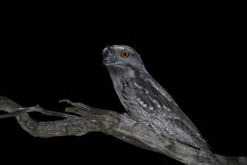 tawny frogmouth