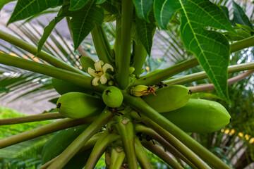 Papaya on the papaya tree. Papaya tree with fruits in a garden in Brazil. Fresh green papaya on the tree