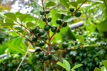Selective focus of fruit of an araçá or Cattley guava with the scientific name (Psidium cattleianum).