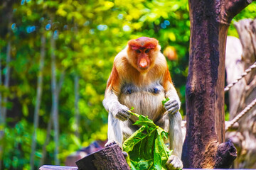 A playful Bekantan or Proboscis monkey munches on papaya leaf, surrounded by vibrant greenery, showcasing its curious nature in a lively habitat.