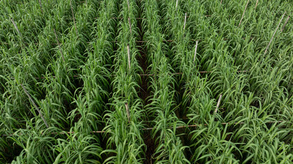 Aerial view of drone flying over sugarcane plants growing at field