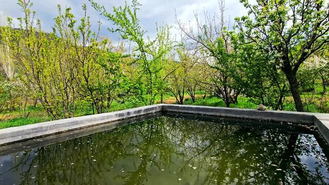 Fallen blossoms float gently on a tranquil pond&mdash;spring&rsquo;s delicate whispers cradled by still water, capturing nature&rsquo;s quiet poetry and fleeting beauty.
📍Marivan, Kurdistan 