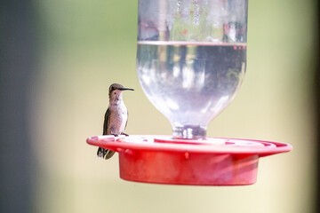 Hummingbird in the sunlight