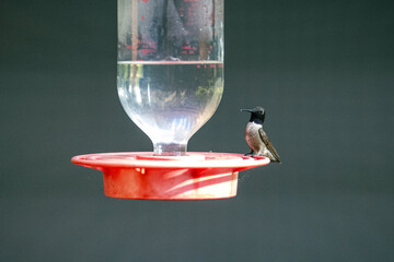 Hummingbird in the sunlight