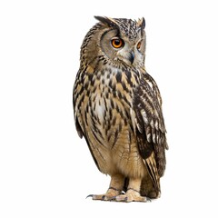 Fototapeta premium Portrait of Eurasian Eagle-Owl, Bubo bubo, a species of eagle owl, standing in front of white background 