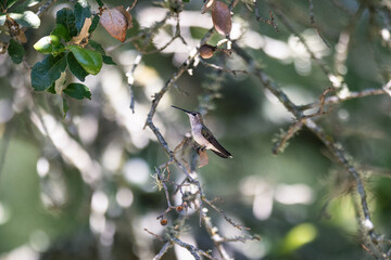 Hummingbird in the sunlight