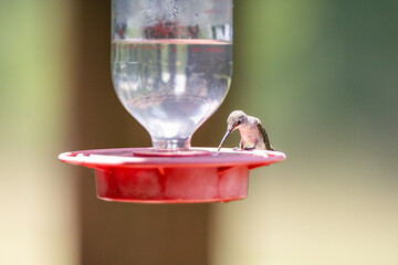 Hummingbird in the sunlight