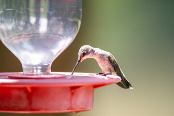 Hummingbird in the sunlight