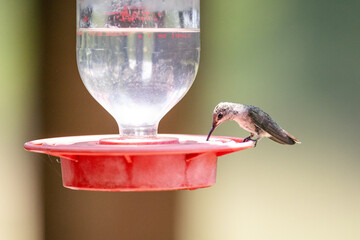 Hummingbird in the sunlight