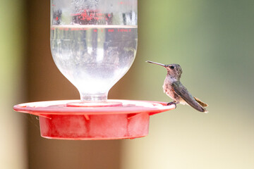 Hummingbird in the sunlight