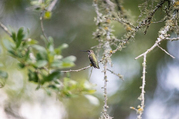 Hummingbird in the sunlight