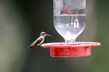 Hummingbird in the sunlight