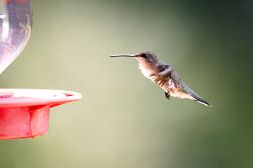 Hummingbird in the sunlight