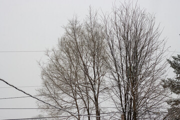 Deciduous trees in the winter