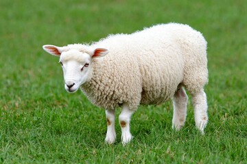 Obraz premium Sheep stands on green grass, grazing. Pasture background. Animal farming concept