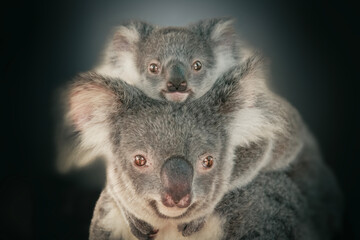 The koala, sometimes incorrectly called the koala bear, is an arboreal herbivorous marsupial native to Australia.