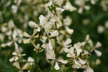  Close-up of blooming arugula plants with flowers