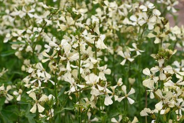  Close-up of blooming arugula plants with flowers