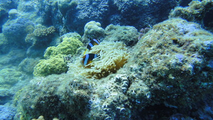 スキューバダイビング沖縄の海	