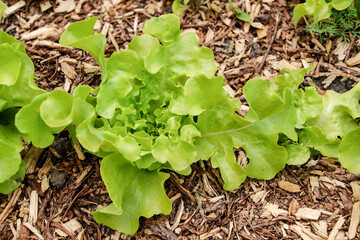 Lettuce 'Galisse' growing in garden bed