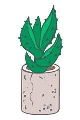 small green Crassula succulent in a pot. Home indoor flower for stickers, prints, digital design, decor, and eco projects
