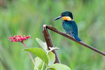 Der Green Kingfisher Eisvogel freigestellt in der Seitenansicht vor grünem Hintergrund neben einer großen roten Blüte