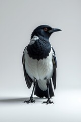 Obraz premium there is a black and white bird standing on a white surface