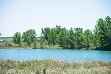 pond surrounded by trees