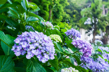 あじさい寺の美しい紫陽花の花