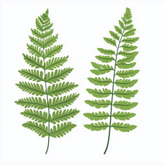 A pair of fern leaves illustrated in a clean, detailed vector style with crisp green lines and a natural, organic look.