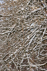 Snow on tree branches