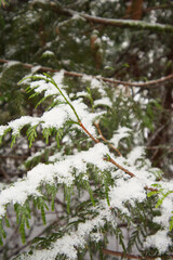 snow on Western red cedar (Thuja plicata)