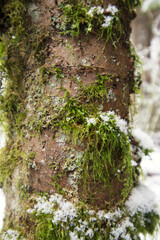 Snow on a mossy trunk
