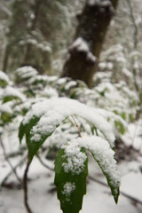 snow on dwarf Oregon-grape, Cascade barberry, Cascade Oregon-grape, or dull Oregon-grape (Berberis nervosa)