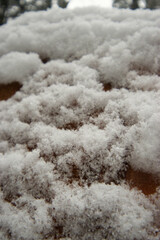 snow on cut log