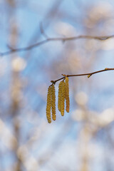 Naklejka premium Hazel Alder