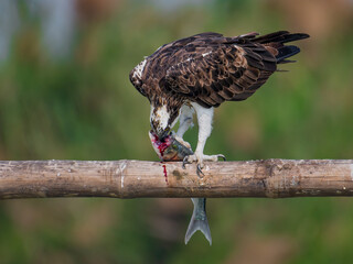 Image of an Osprey with Silver carp catch