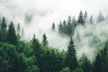 Fototapeta premium Misty mountain forest landscape. (1)