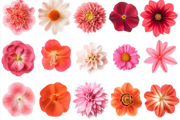 Variety flower in many color isolated on white background, Selective focus colorful blossom flower blooming on white background, Set of varies flower.